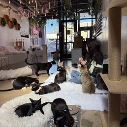 CRUMBS & WHISKERS - KITTEN & CAT CAFE - Updated November 2025