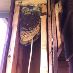 Adkins Bee Removal