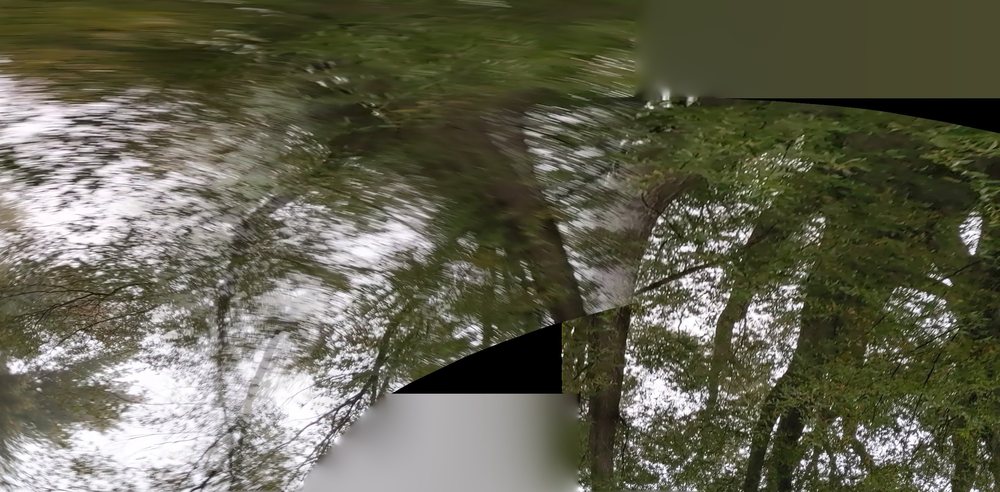 Pacific Tree Experts - tree service in Baltimore, MD