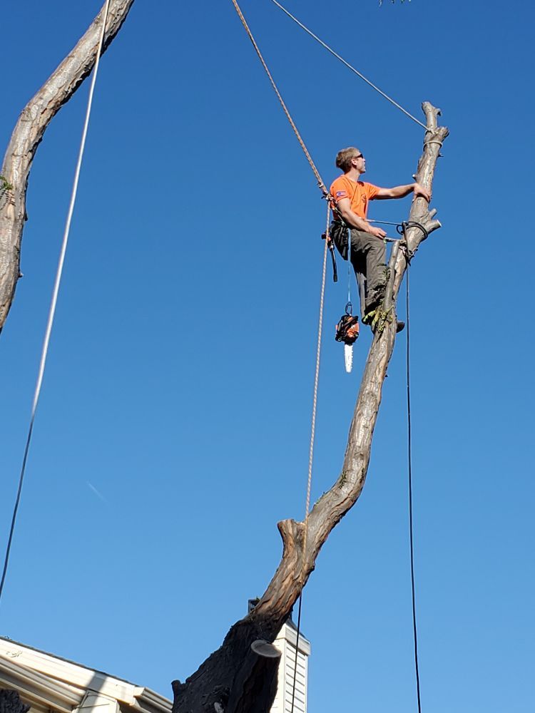 Man VS Treez - tree service in Aurora, CO