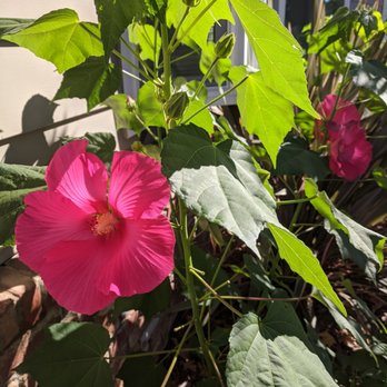 Shubha Landscape Design - Hibiscus blooming. - Landscaping Near Me - Santa Clara, California Shubha Landscape Design - Hibiscus blooming. - Landscaping Near Me - Santa Clara, California