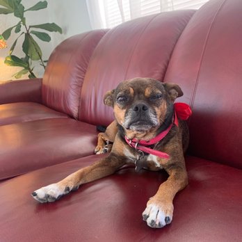 Fantasy Spa Mobile Pet Grooming - Roland was so nice such positive energy our dogs instantly were relaxed and so were we are going to be doing this service regularly - Pet Groomers Near Me
