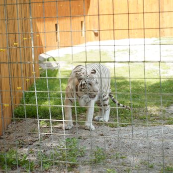 Elmvale Jungle Zoo - Zoos Near Me - Elmvale, Ontario