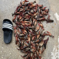 Westbank Seafood Company - This was what I started picking out before I stopped because it was over half the sack that were dead.