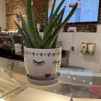 Le Macaron French Pastries - Cute aloe plant. - Macarons Near Me - Charleston, South Carolina Le Macaron French Pastries - Cute aloe plant. - Macarons Near Me - Charleston, South Carolina