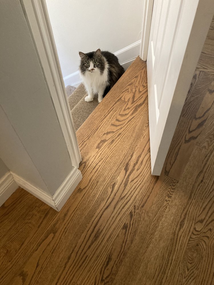 JACKIE’S PET & PAL SERVICES Updated July 2024 216 Photos St