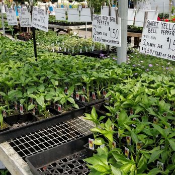 Wing Wong's Nursery - Nurseries & Gardening Near Me - Burnaby, British Columbia