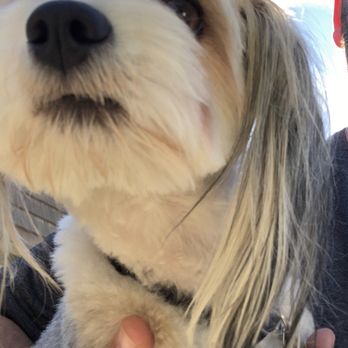 Dogs Etc - Pet Groomers Near Me - Newhall, California Dogs Etc - Pet Groomers Near Me - Newhall, California