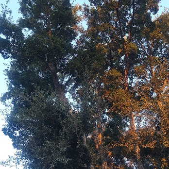 Majestic Tree Service - Before - Tree Services Near Me - San Ramon, California