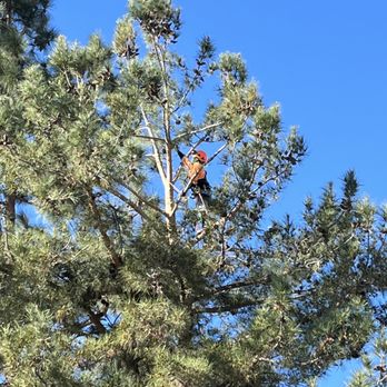 HLI Tree Experts - HLI crew thinning my 30yr old pine - Tree Services Near Me HLI Tree Experts - HLI crew thinning my 30yr old pine - Tree Services Near Me