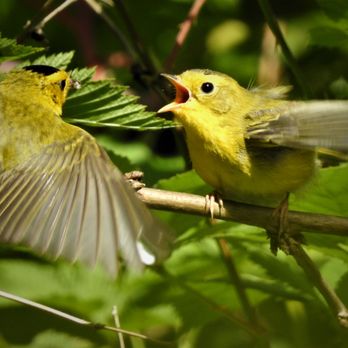 Yost Park - Wilson's Warbler feeding time - Parks Near Me - Edmonds, Washington Yost Park - Wilson's Warbler feeding time - Parks Near Me - Edmonds, Washington