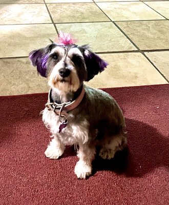 petastic pet grooming