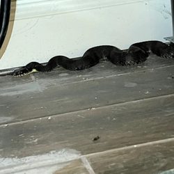 Urban Jungle Wildlife Removal - Snake under kitchen oven
