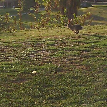 Scholl Canyon Golf Course - Rabbits and squirrels! - Golf Near Me - Glendale, California Scholl Canyon Golf Course - Rabbits and squirrels! - Golf Near Me - Glendale, California