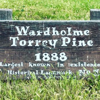 Wardholme Torrey Pine - Landmarks & Historical Buildings Near Me - Carpinteria, California