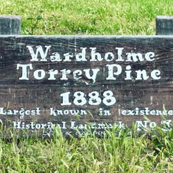 Wardholme Torrey Pine