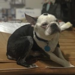 Sitting Pretty Pet Services - B B