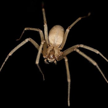 Why U Buggin Pest Control - Pest Control Near Me - Colorado Springs, Colorado Why U Buggin Pest Control - Pest Control Near Me - Colorado Springs, Colorado