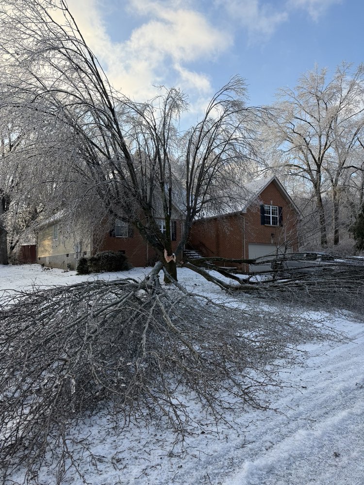 Santiago & Sons Tree Service - tree service in Nashville, TN