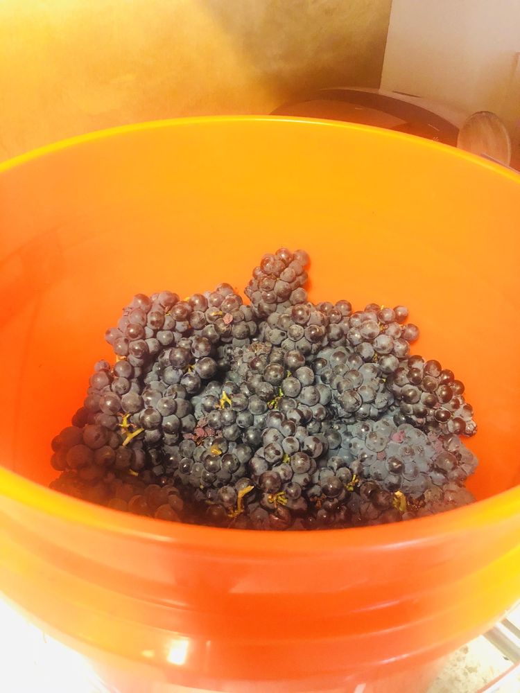 OWN A NAPA VINEYARD Updated July 2024 37 Photos 1003 Dealy Ln