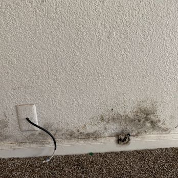 NVPM Property Management Services - Black mold - Property Management Near Me - Chico, California NVPM Property Management Services - Black mold - Property Management Near Me - Chico, California