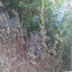 Grand Royal Mobile Estates - Yards allowed to become overgrown year after year