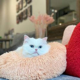 The Charleston Cat Groomer: Expert Feline Care Tips