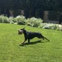 Photo of Paw by Paw Veterinary Rehabilitation