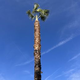 a tall palm tree a tall palm tree