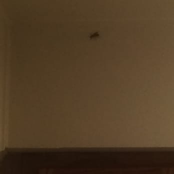 Georgetown - A constant problem in my apt. Between maintenance and professional pest control, has the problem been fixed? NOPE! All summer.. - Apartments Near Me - Saint Louis, Missouri Georgetown - A constant problem in my apt. Between maintenance and professional pest control, has the problem been fixed? NOPE! All summer.. - Apartments Near Me - Saint Louis, Missouri