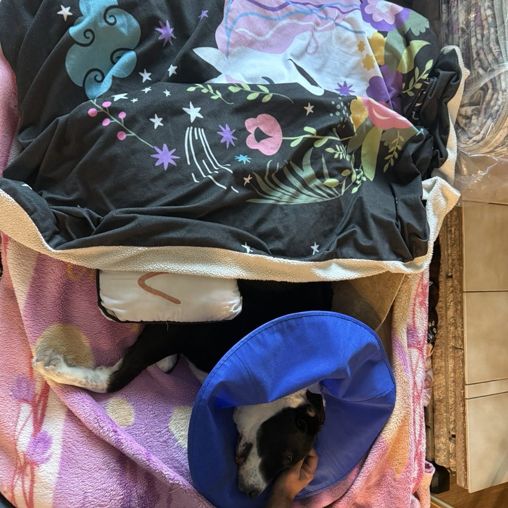Dentistry For Animals - Veterinarians Near Me - Aptos, California Dentistry For Animals - Veterinarians Near Me - Aptos, California
