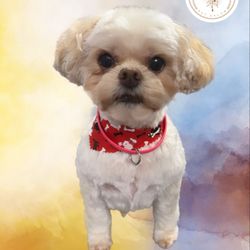 Sugar Paws Pet Salon