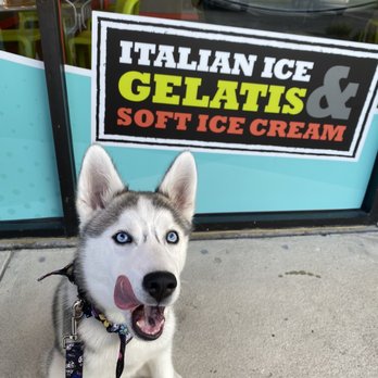 Jeremiah's Italian Ice - Azula thinking about the awesome pup cup. - Desserts Near Me - Savannah, Georgia