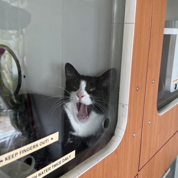 A Cat's View Veterinary Hospital - Big yawn - Veterinarians Near Me - Valley Center, California A Cat's View Veterinary Hospital - Big yawn - Veterinarians Near Me - Valley Center, California