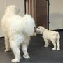 Photo of Jax Dog Drop