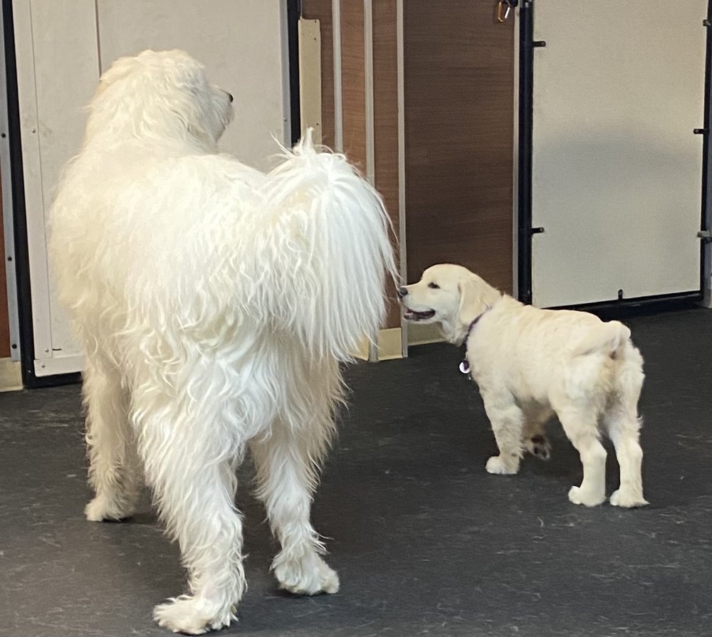 Jax Dog Drop - pet boarding facility in Bellevue, WA