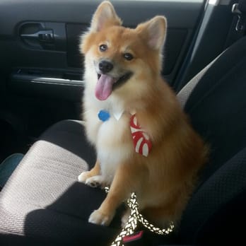 Clip Joint - Look how great my dog looks after being groomed. They put a little neck tie on him!! - Pet Groomers Near Me - West Palm Beach, Florida