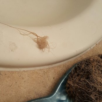 Lavish Salon - This is what is happening now. My hair was dry at the ends,but not a bunch of mush like this. I basically paid to have my hair destroyed. - Hair Salons Near Me - Rancho Cucamonga, California Lavish Salon - This is what is happening now. My hair was dry at the ends,but not a bunch of mush like this. I basically paid to have my hair destroyed. - Hair Salons Near Me - Rancho Cucamonga, California