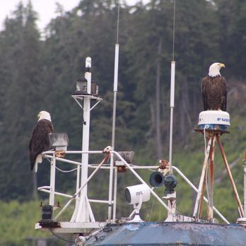 Alaska Sea Cycle Tours - Great Eagle sightings....above us, next to us, nesting, flying, swooping. - Rafting/Kayaking Near Me - Ketchikan, Alaska Alaska Sea Cycle Tours - Great Eagle sightings....above us, next to us, nesting, flying, swooping. - Rafting/Kayaking Near Me - Ketchikan, Alaska