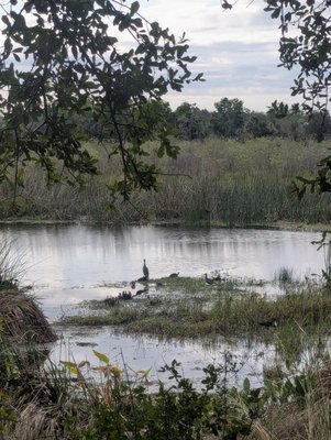 Celery Fields by null