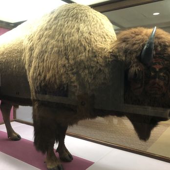 Field Museum - Museums Near Me - Chicago, Illinois