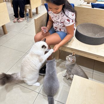 Cat Cafe MOFF Pearlridge Center - Themed Cafes Near Me - Aiea, Hawaii Cat Cafe MOFF Pearlridge Center - Themed Cafes Near Me - Aiea, Hawaii