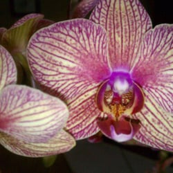 Ginny's Orchids