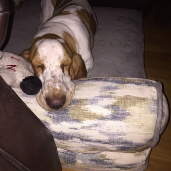 Cape-Able Canines - The puppy sleeps after a tiring day of play! - Pet Training Near Me - La Mesa, California Cape-Able Canines - The puppy sleeps after a tiring day of play! - Pet Training Near Me - La Mesa, California