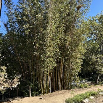 UCLA Mathias Botanical Garden - Bamboos - Botanical Gardens Near Me - Los Angeles, California