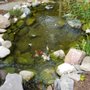 Photo of Cool Ponds