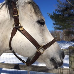 Chester Hill Farm - Cute and sweet!