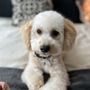 Photo of Puppy 4 U