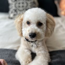 Puppy 4 U - Our distinguished little gentleman