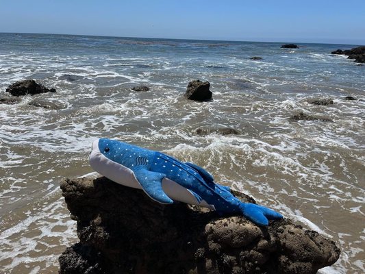 Leo Carrillo State Park by null